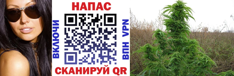 Конопля VHQ  Клин 